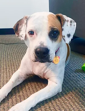 Dottie.webp