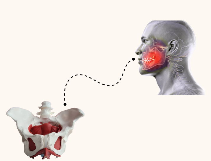 Diagram of a pelvis and a human face side profile with jaw highlighted in red, connected by a dotted line.