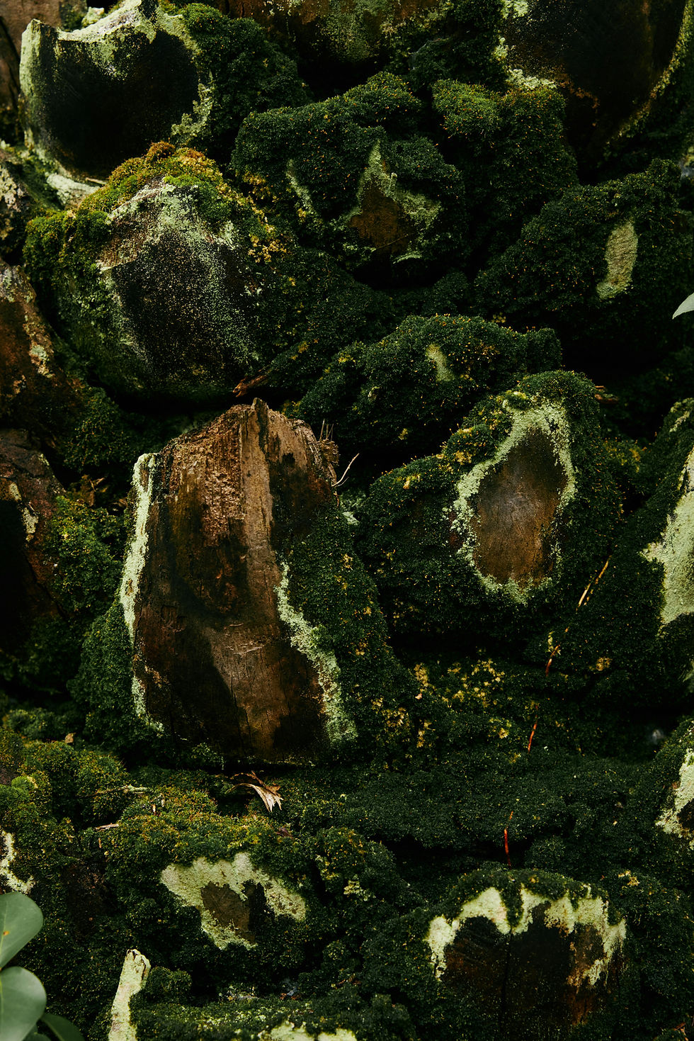 Texture nature zoom reflet du marketing vivant