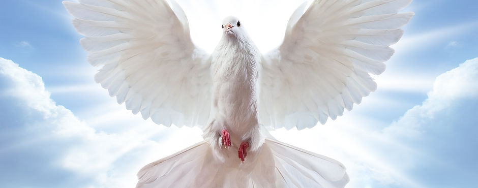 Dove in the air with wings wide open in-front of the sun.jpg