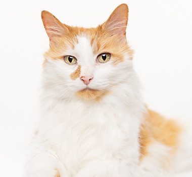 a red and white cat with green eyes, laying down and lookign at camera, white background. By makana photography, a product, headshot and branding photographer in PInehurst, Southern Pines, Aberdeen and Sanford