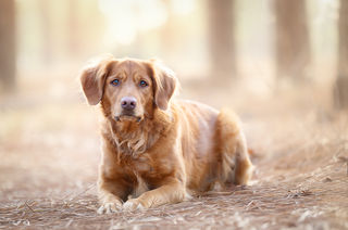 dog photography aberdeen