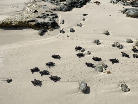 Sea Turtle Conservation Bonaire 