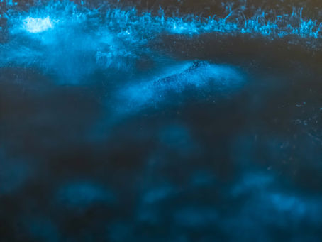 Discover the Magic of Bioluminescence in Paquera, Costa Rica
