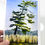 Thumbnail: Windswept - Greeting Card