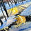 Thumbnail: Early Morning Shadows - Fine Art Print