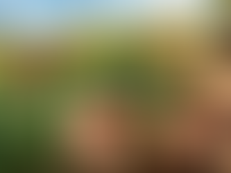 How International Buyers Source Wheat, Sorghum, Maize, and Other Grains in Global Markets