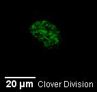 Clover division