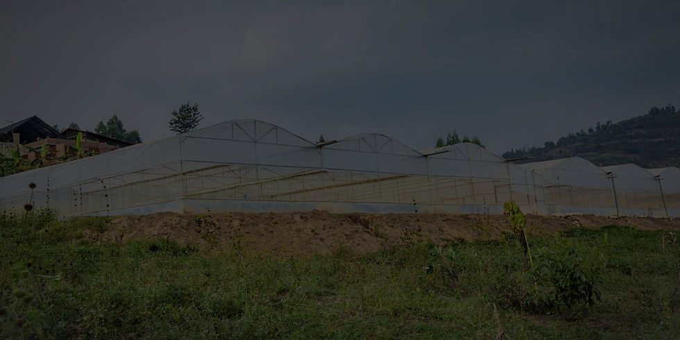 Metallic Greenhouse in Rwanda