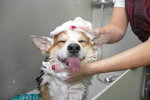 Funny portrait of a welsh corgi pembroke dog showering with shampoo. Dog taking a bubble