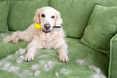 The Golden Retriever brought a comb to be combed. Dog fur on the sofa. Portrait of golden