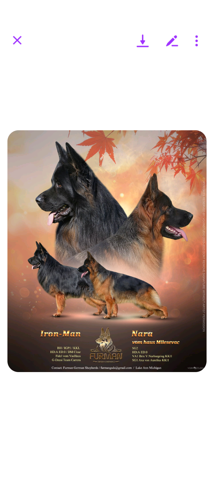 Writer: furmanvomhausgermanshepherds.c