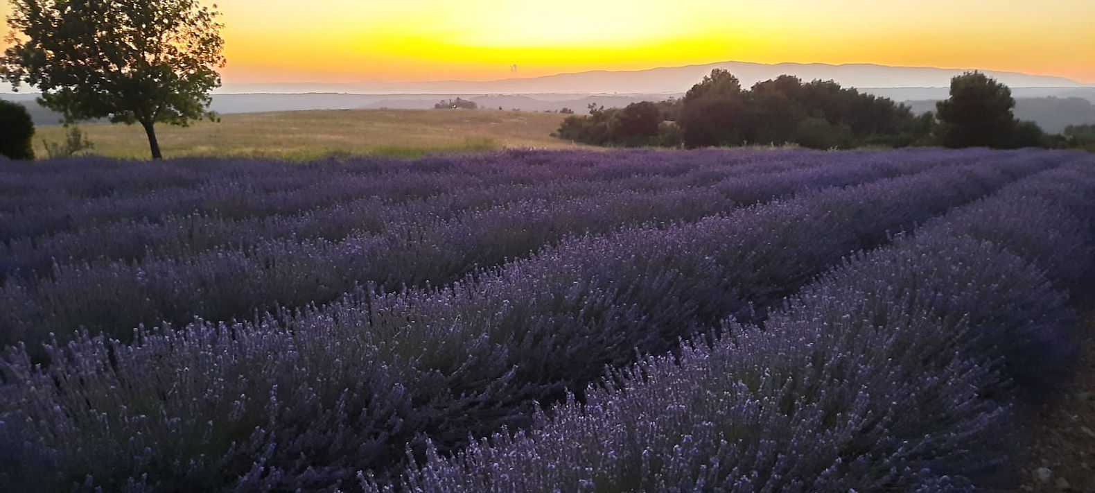 rucher lavande miellerie
