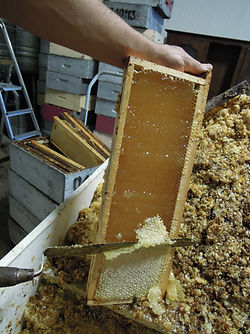 miel de lavande Provence valensole Jean-christian michel