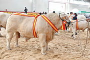 1. CAMPEON JOVEN SALAMAQ 21.jpg