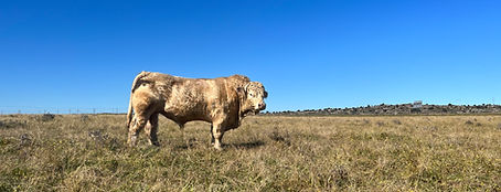5.FOTOS RAZA CHAROLESA EN ESPAÑA (5).jpg