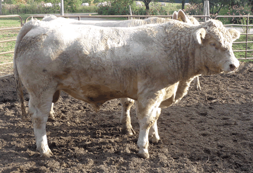Tri-N Stout x Quinzo 72Z  No 3252.gif