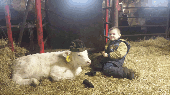 calf with bucket on head.gif