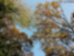 Balade "Arbre qui es-tu?"