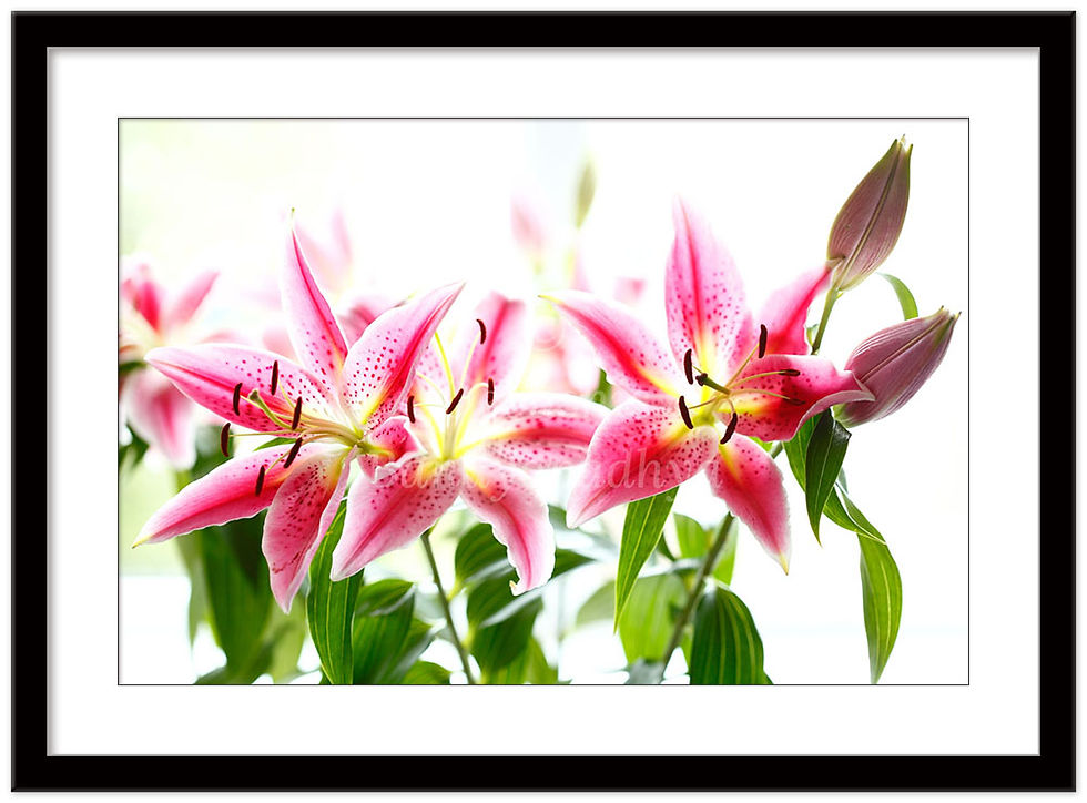 Thumbnail: LILLIES