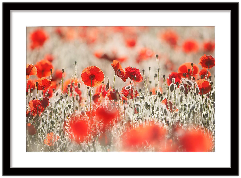 Thumbnail: NODDING POPPIES