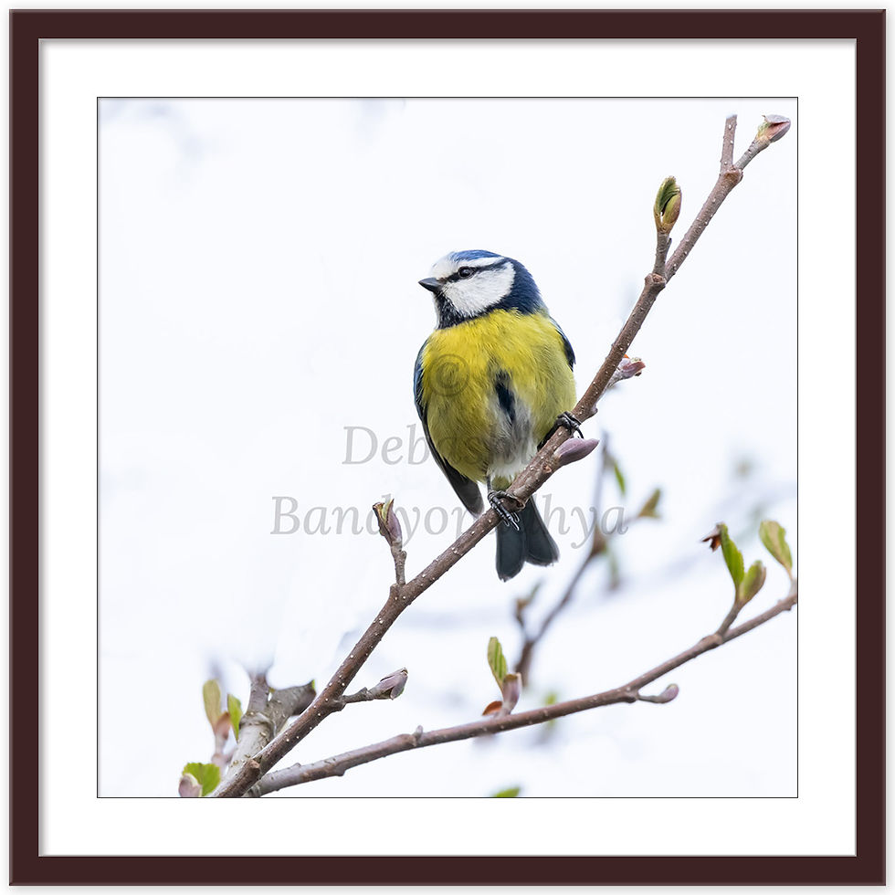 Thumbnail: BLUE TIT
