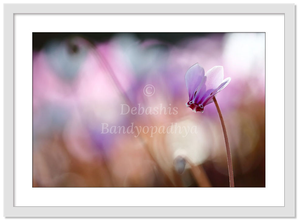 Thumbnail: BOKEH BLISS