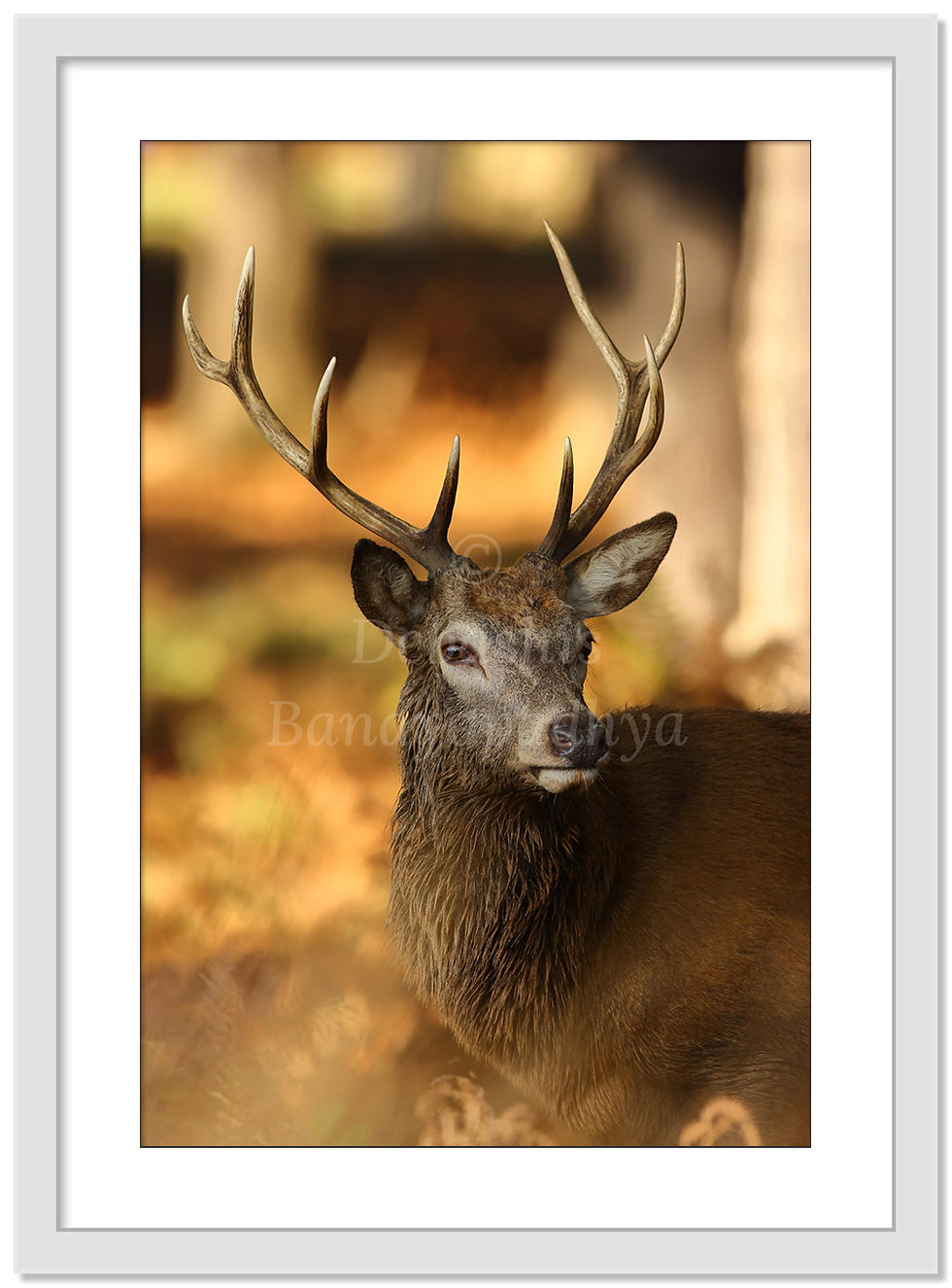 Thumbnail: RED DEER STAG