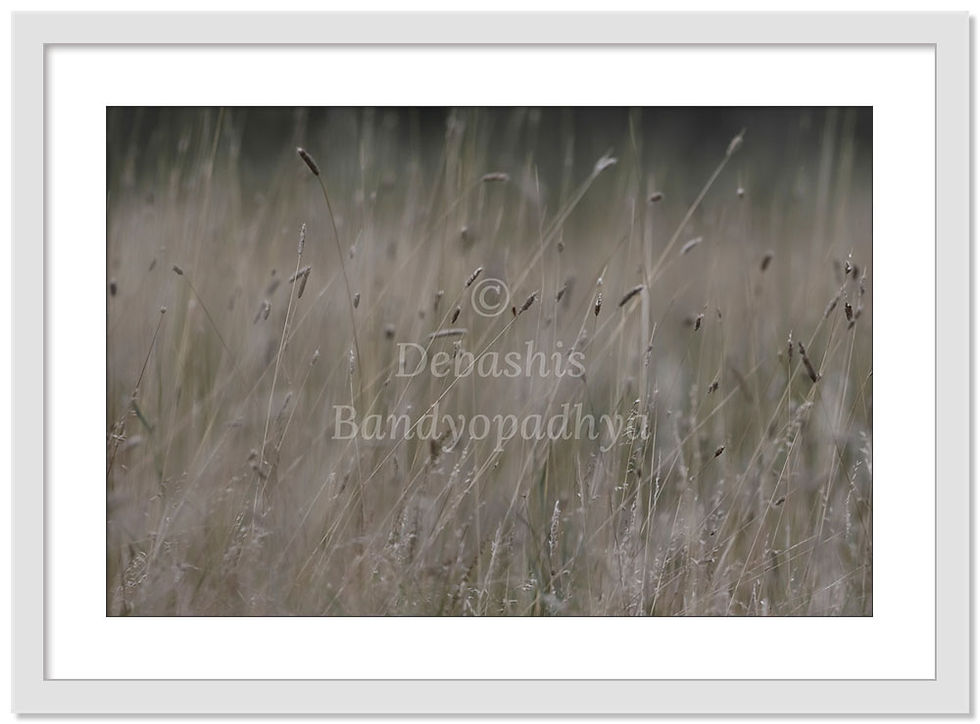 Thumbnail: SWAYING - I