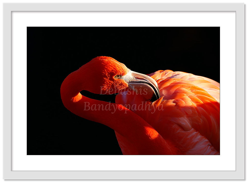 Thumbnail: FLAMINGO PREENING