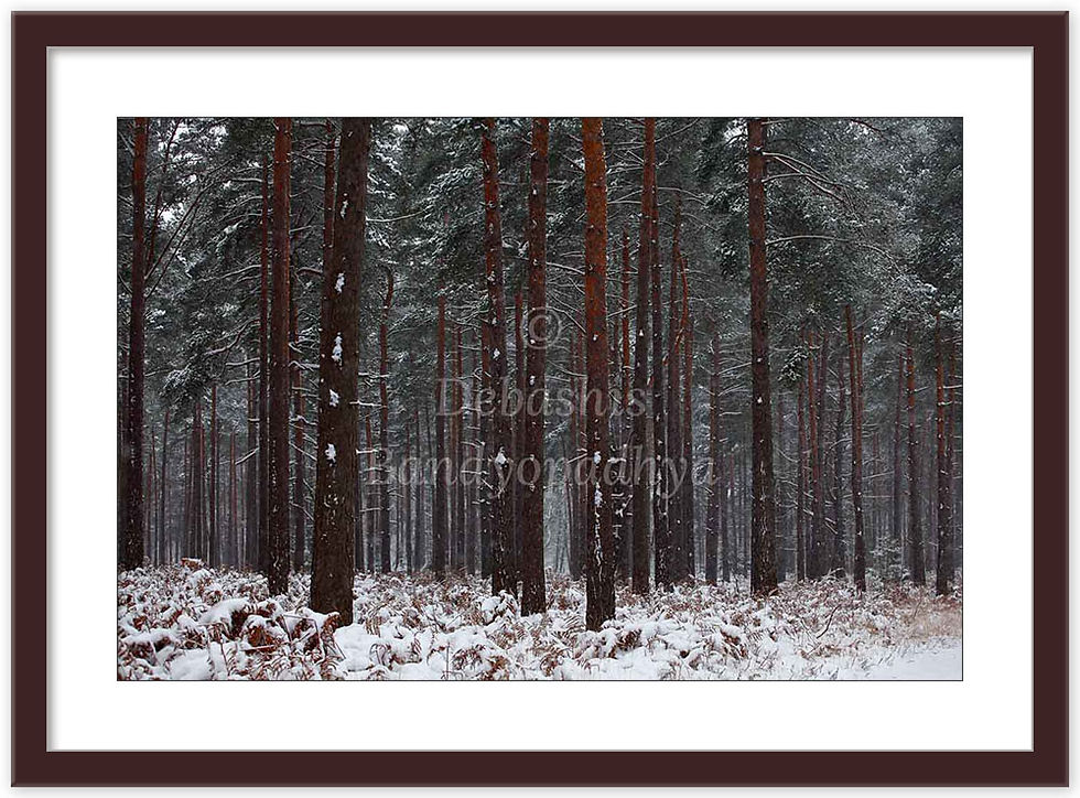 Thumbnail: THE SILENT WOODS, BERKSHIRE, UK