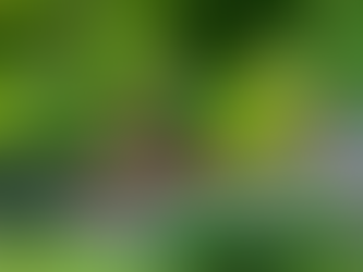 Infuse Your Garden with Fragrance: Top 8 Delightful Bushes 