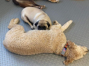 lil doggy daycare client