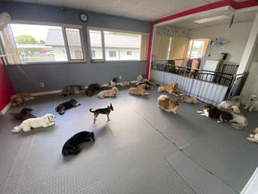 lil doggy daycare client