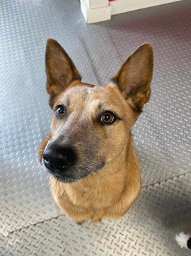 lil doggy daycare client