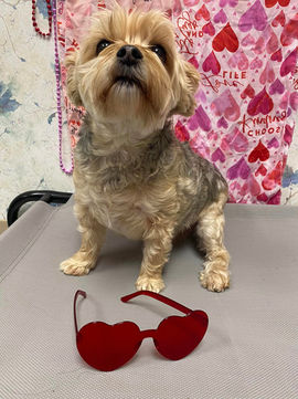 lil doggy daycare client