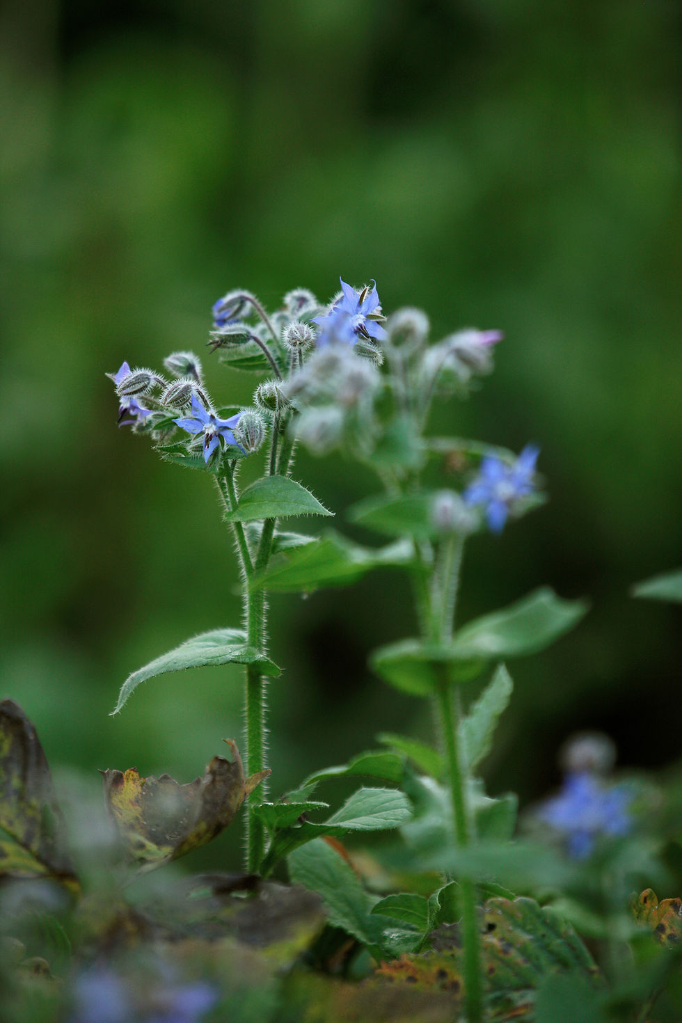 Möt Julia på Trädgårdsmässan i Älvsjö den 23 mars!