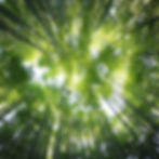ree