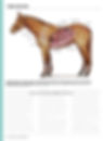 editorial, Chronicle of the Horse