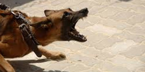 VICIOUS DOG.jpg