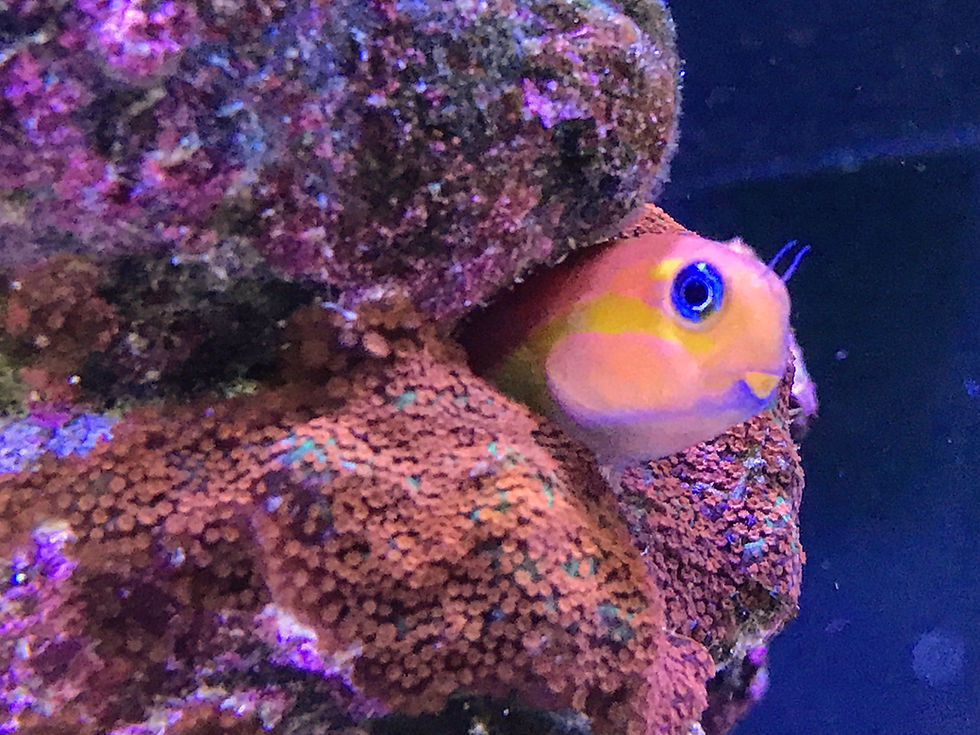 AJ's Pets & Things The Okanagan's Best Pet Store Vernon & Armstrong BC