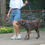 Thumbnail: Mars & Mocha Classic Leash - Camouflage Navy