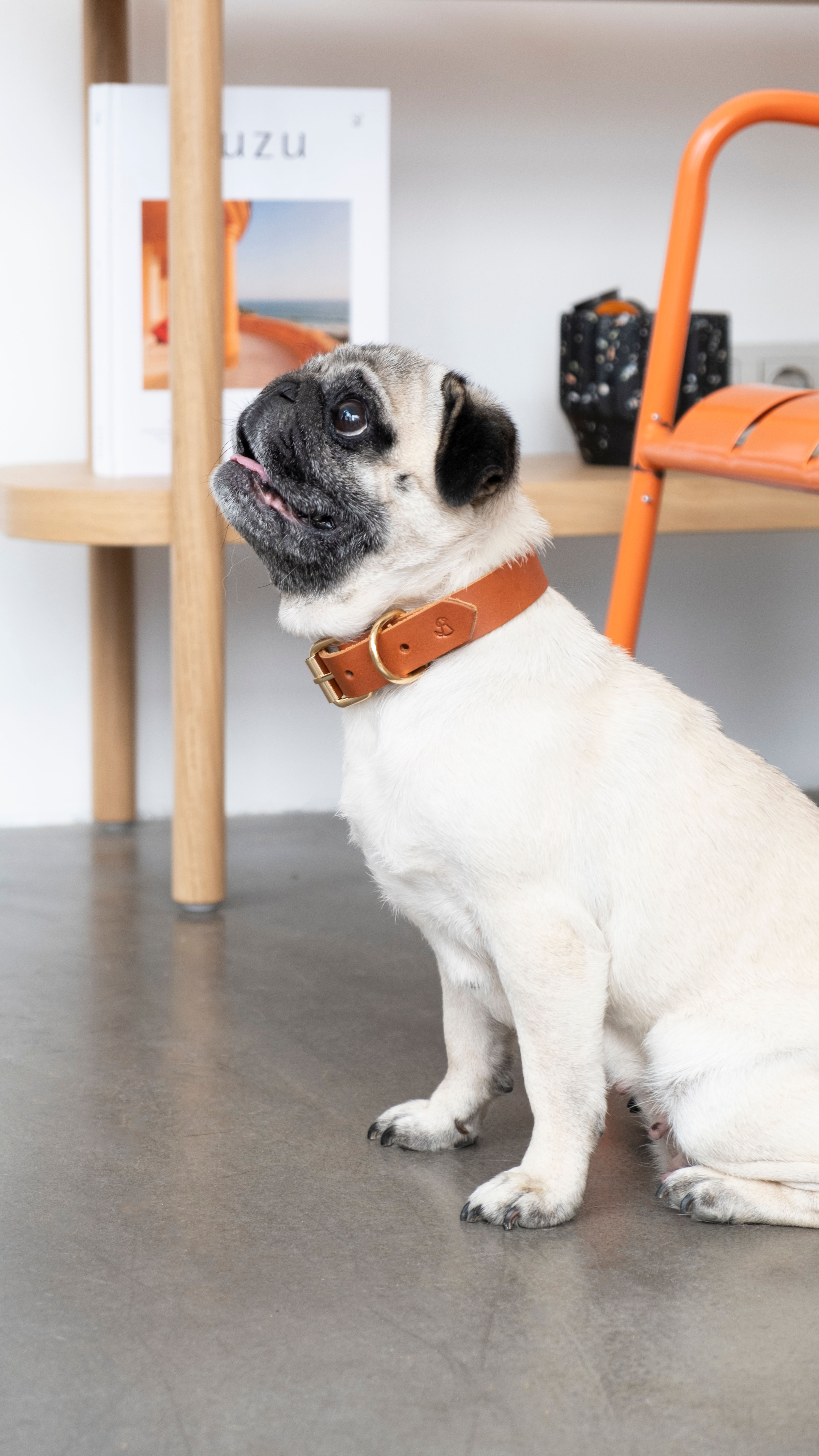 Pups & Itchy Classic Collar - Bruno