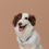 Thumbnail: Zoe House Collar - Blue