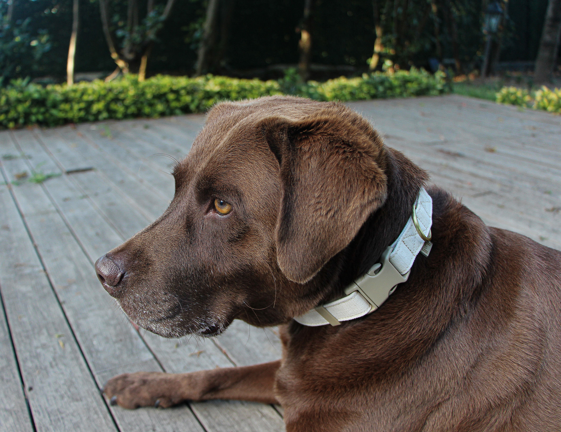 Canvas Collar - Beige by Mars & Mocha
