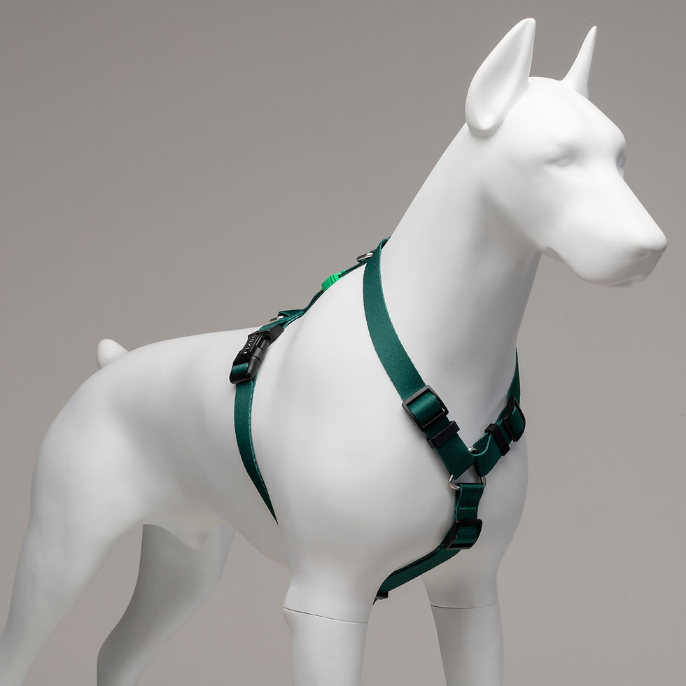 Thumbnail: Brazil H-Harness