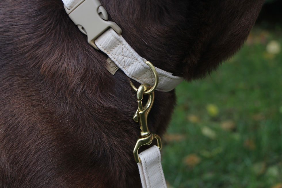 Thumbnail: Canvas Collar - Beige by Mars & Mocha