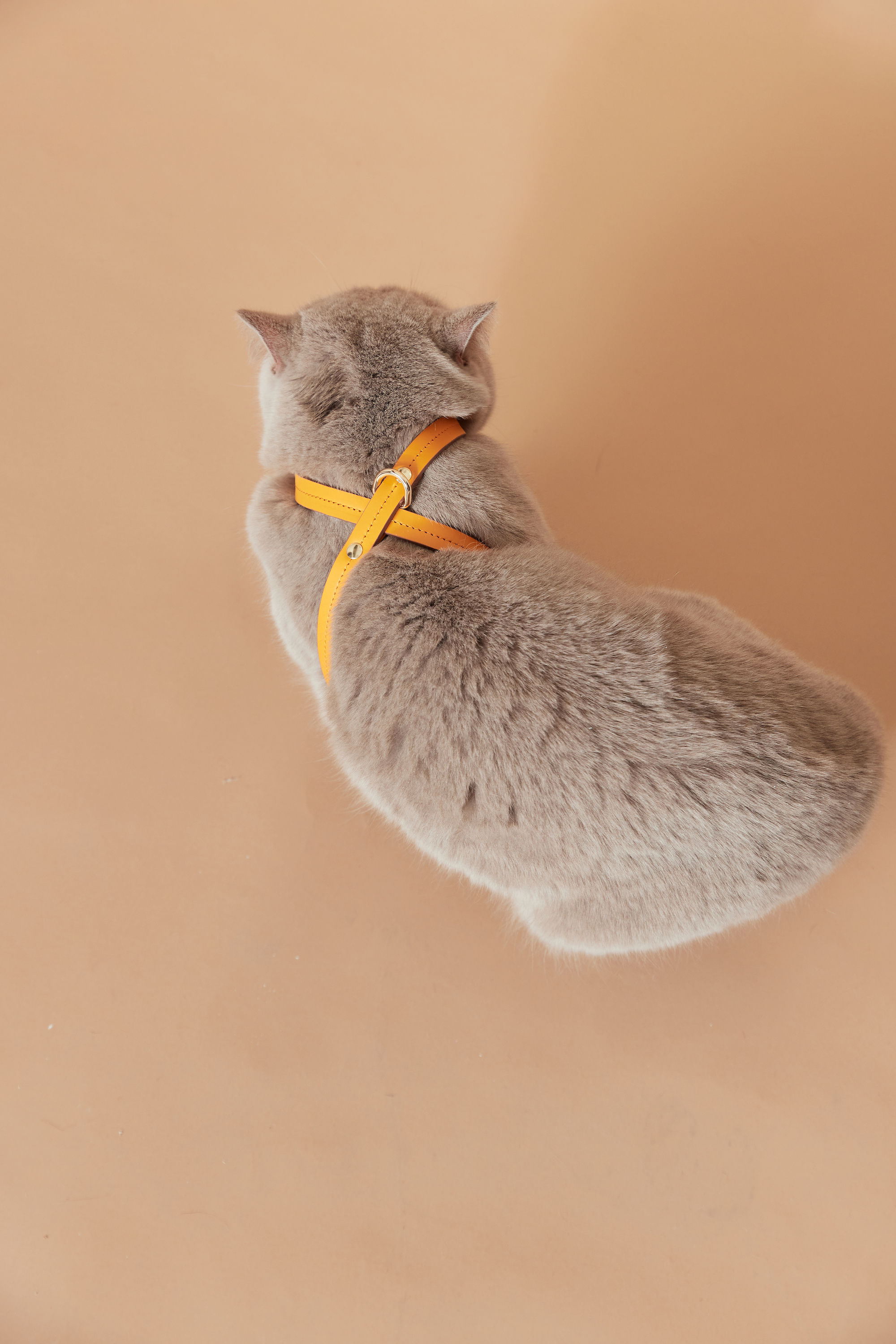 Zoe Infinity Harness - Orange