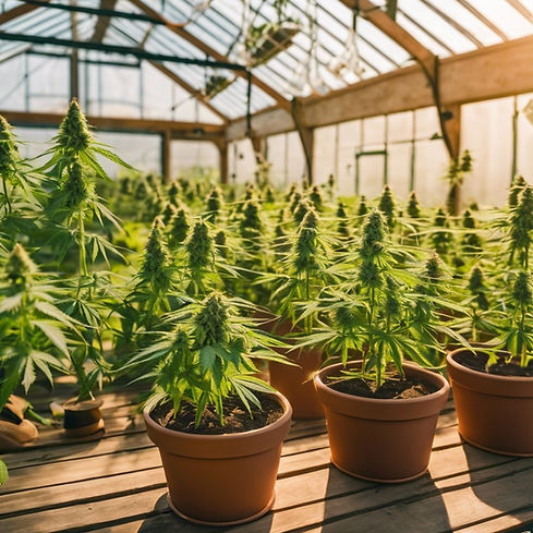 a greenhouse in the background with a close up of garden pots with cannabis in them and su