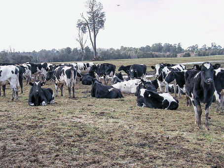 Consorcio Lechero proyecta que Chile dejaría de ser un importador neto de lácteos en una década
